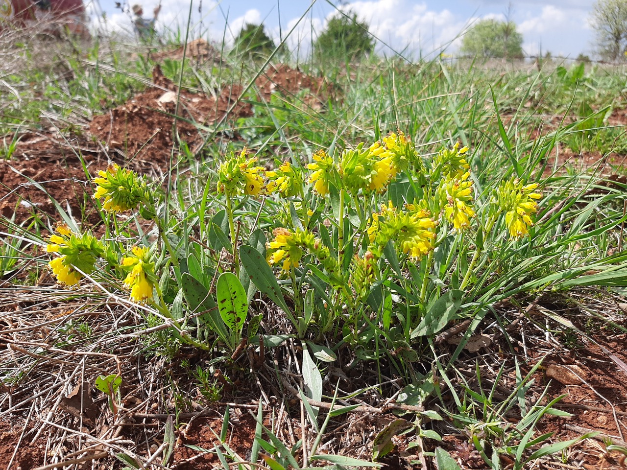 Moltkia aurea