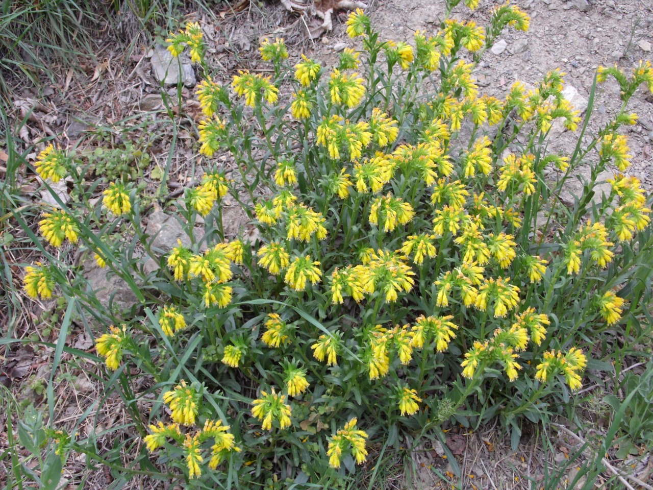 Moltkia aurea