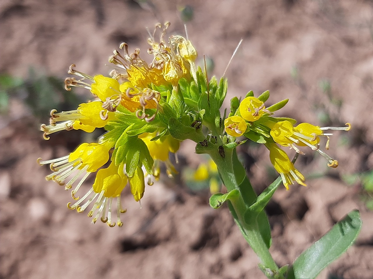 Moltkia aurea