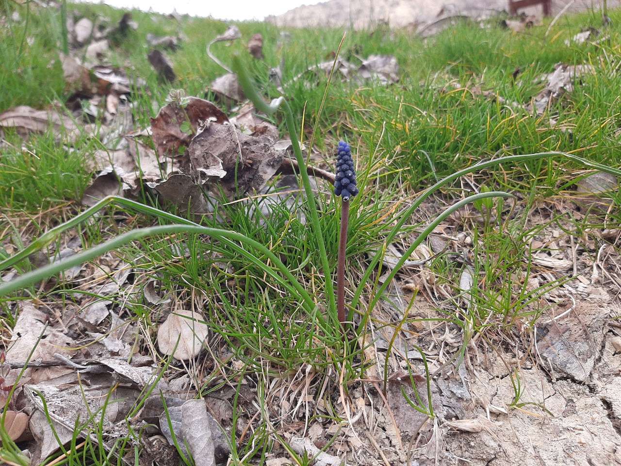 Muscari neglectum