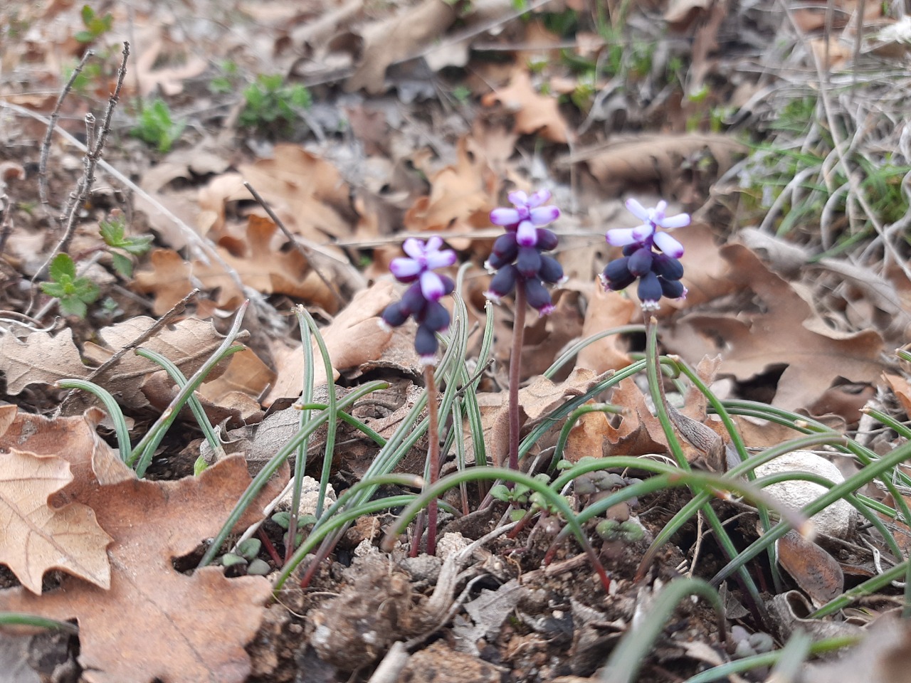 Muscari neglectum