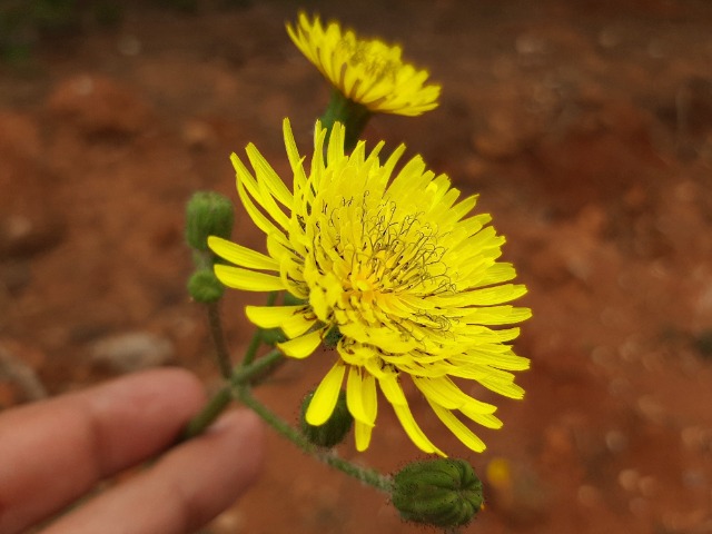 Sonchus asper