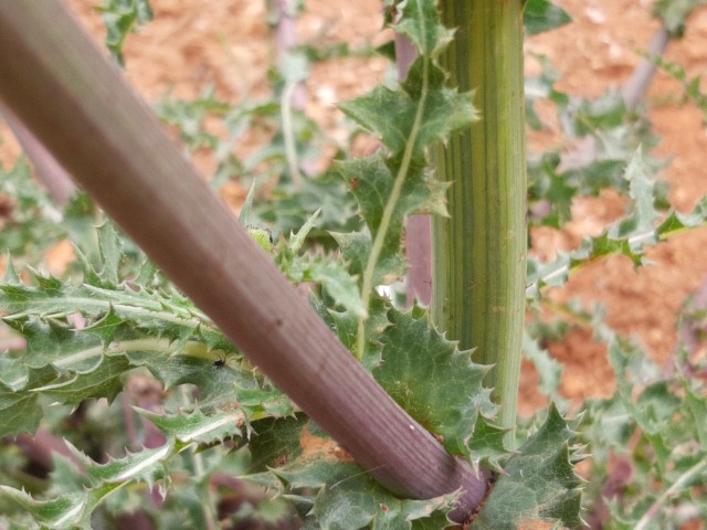 Sonchus asper