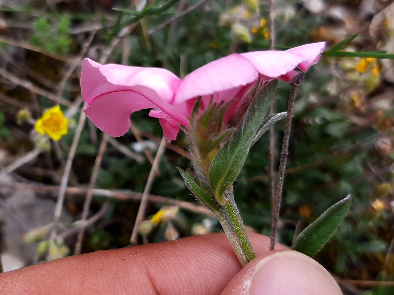 Convolvulus cantabrica