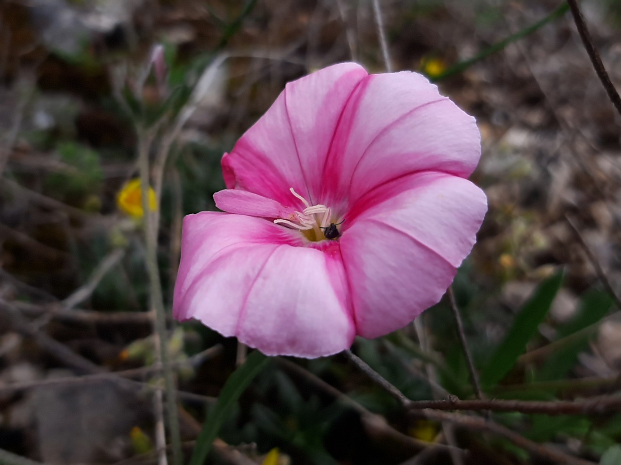 Convolvulus cantabrica