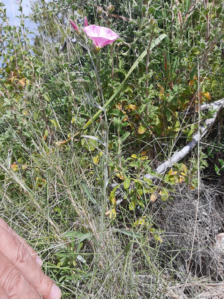 Convolvulus cantabrica