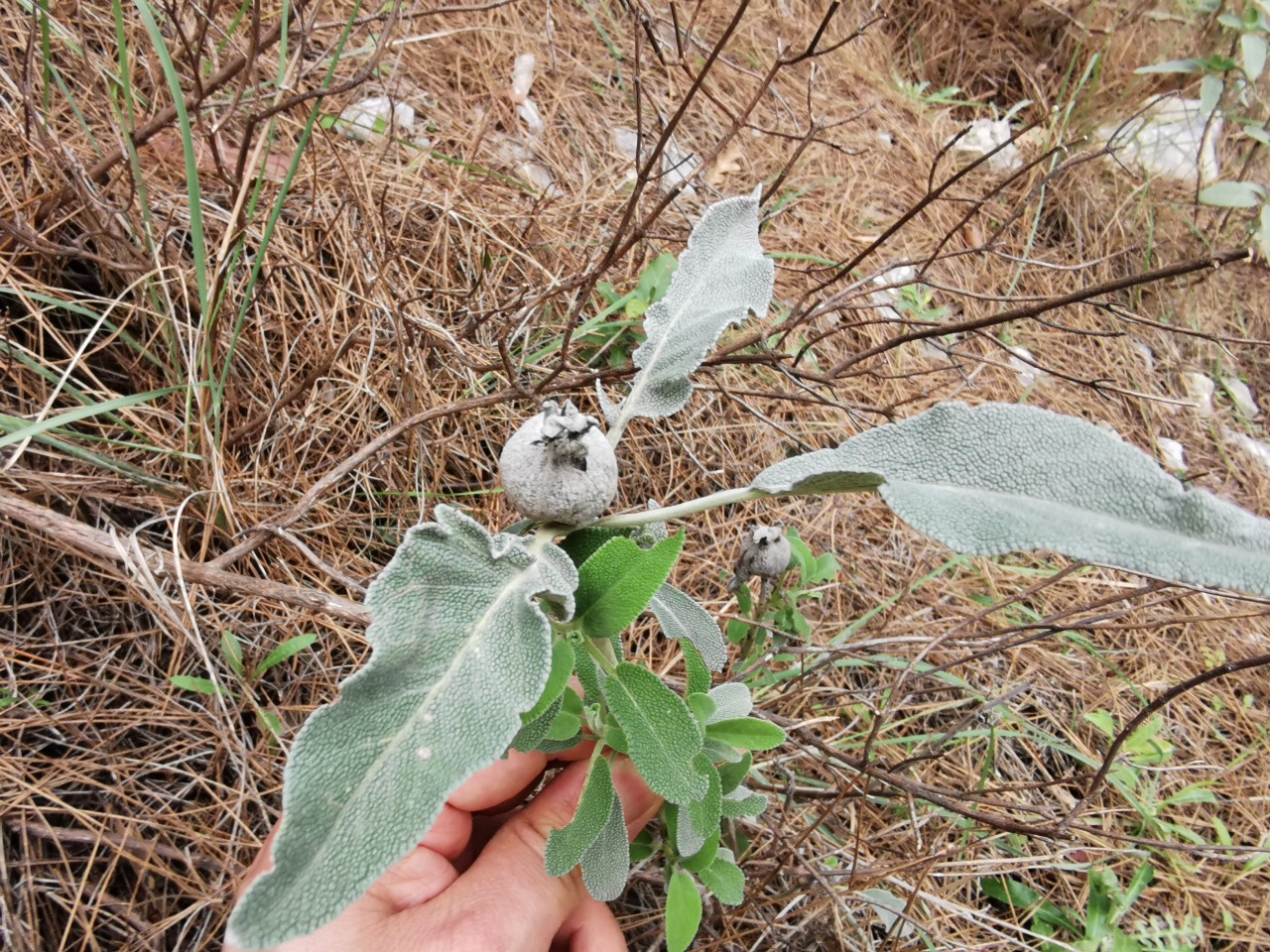 Salvia fruticosa