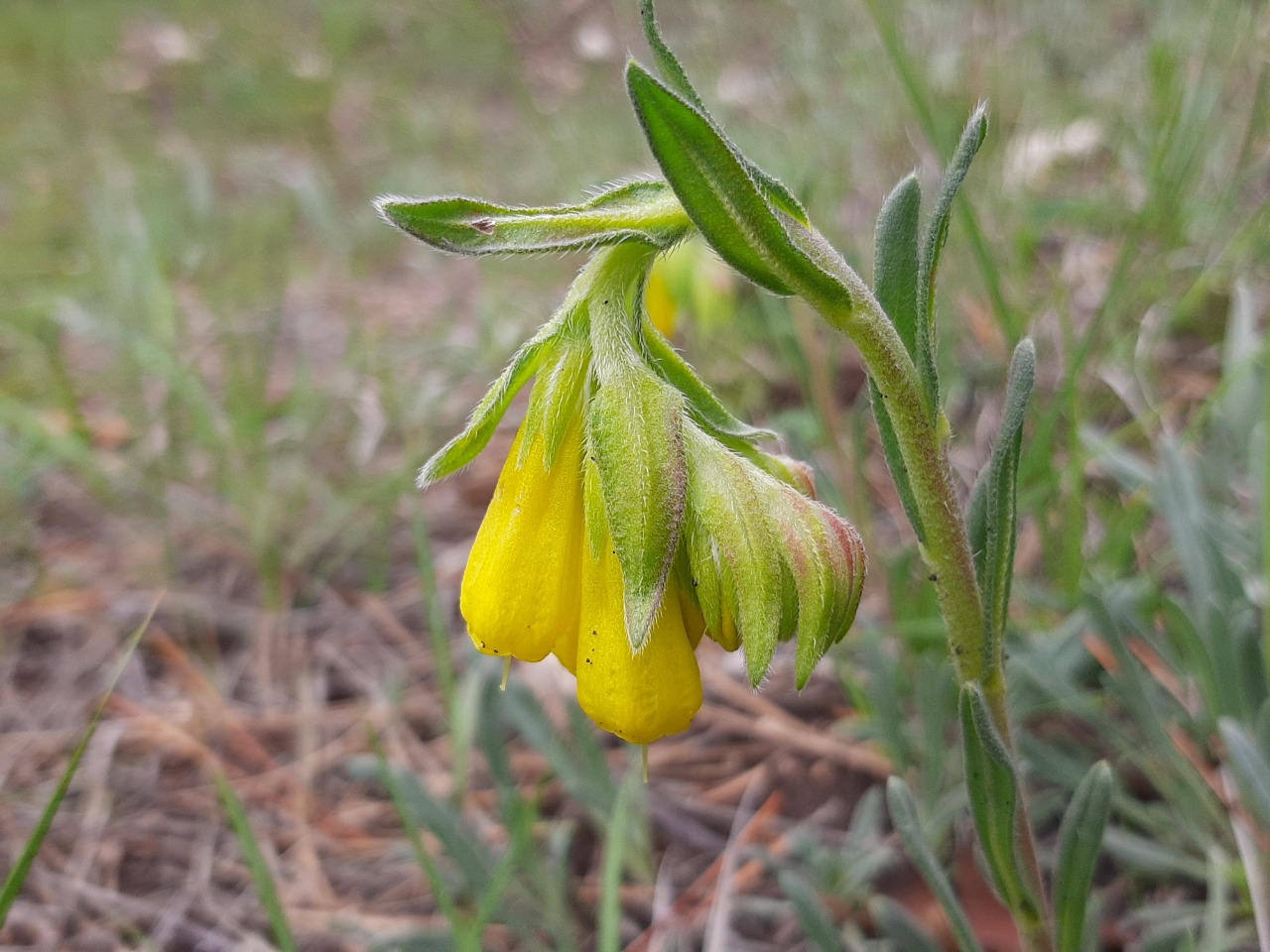 Onosma sp.