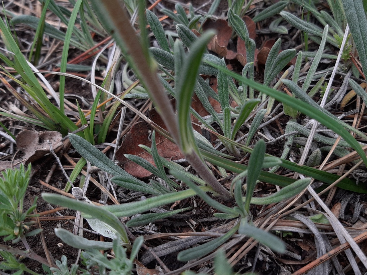 Onosma sp.