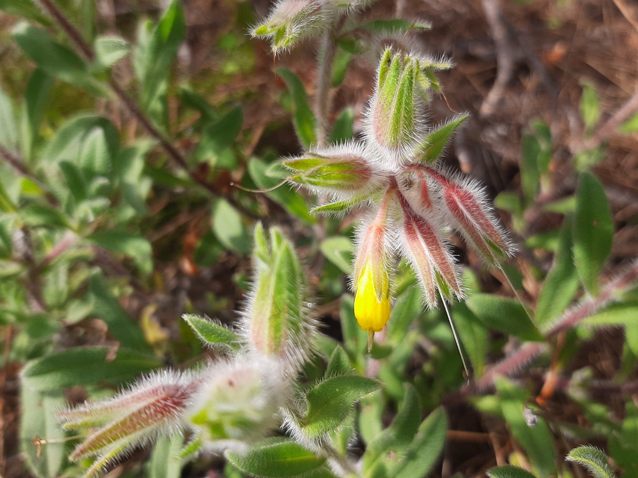 Onosma sp.