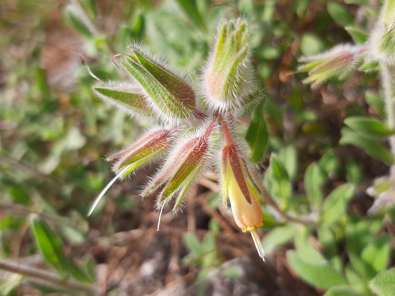 Onosma sp.