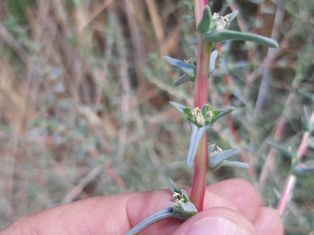 Salsola soda