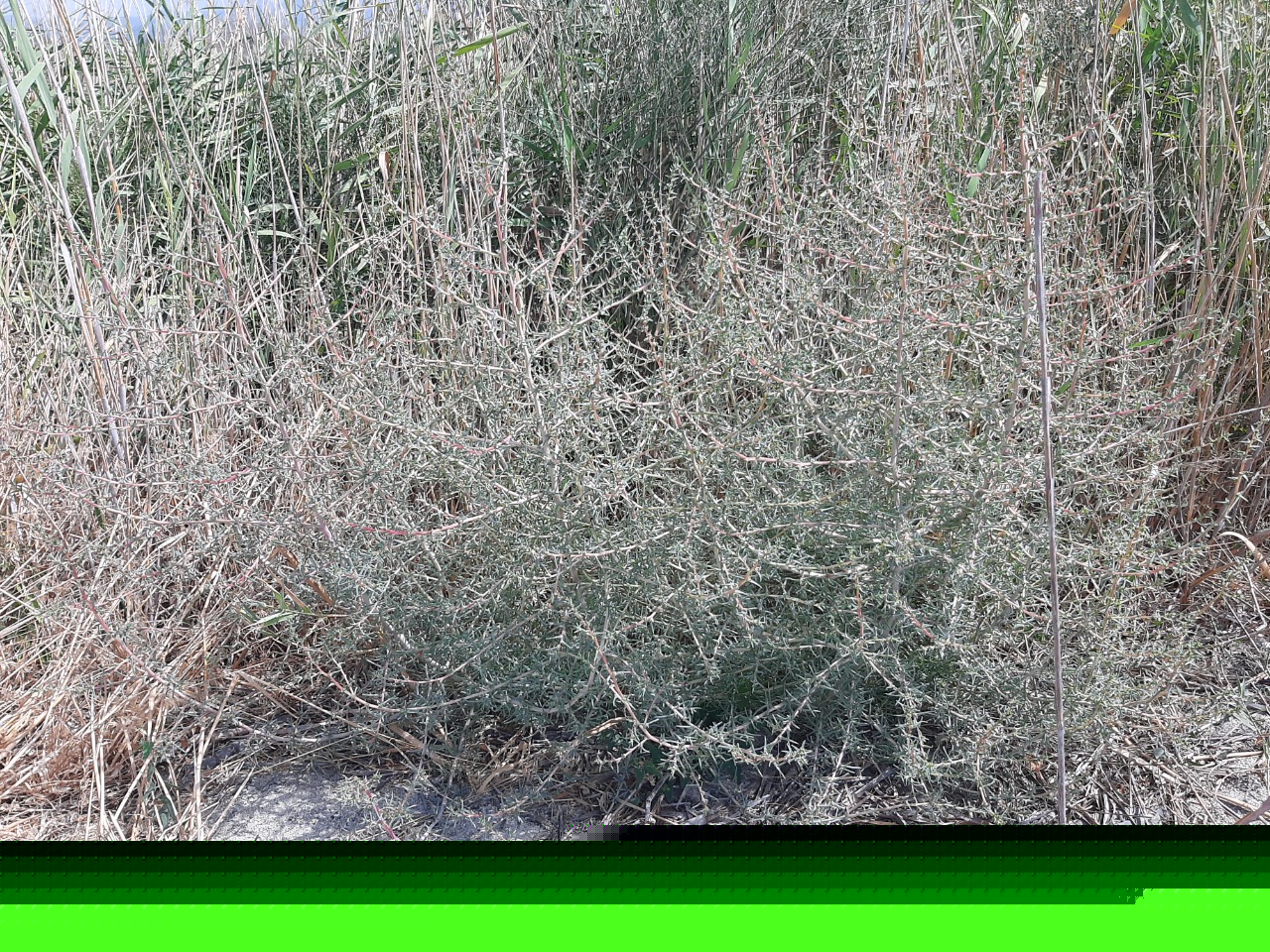 Salsola soda