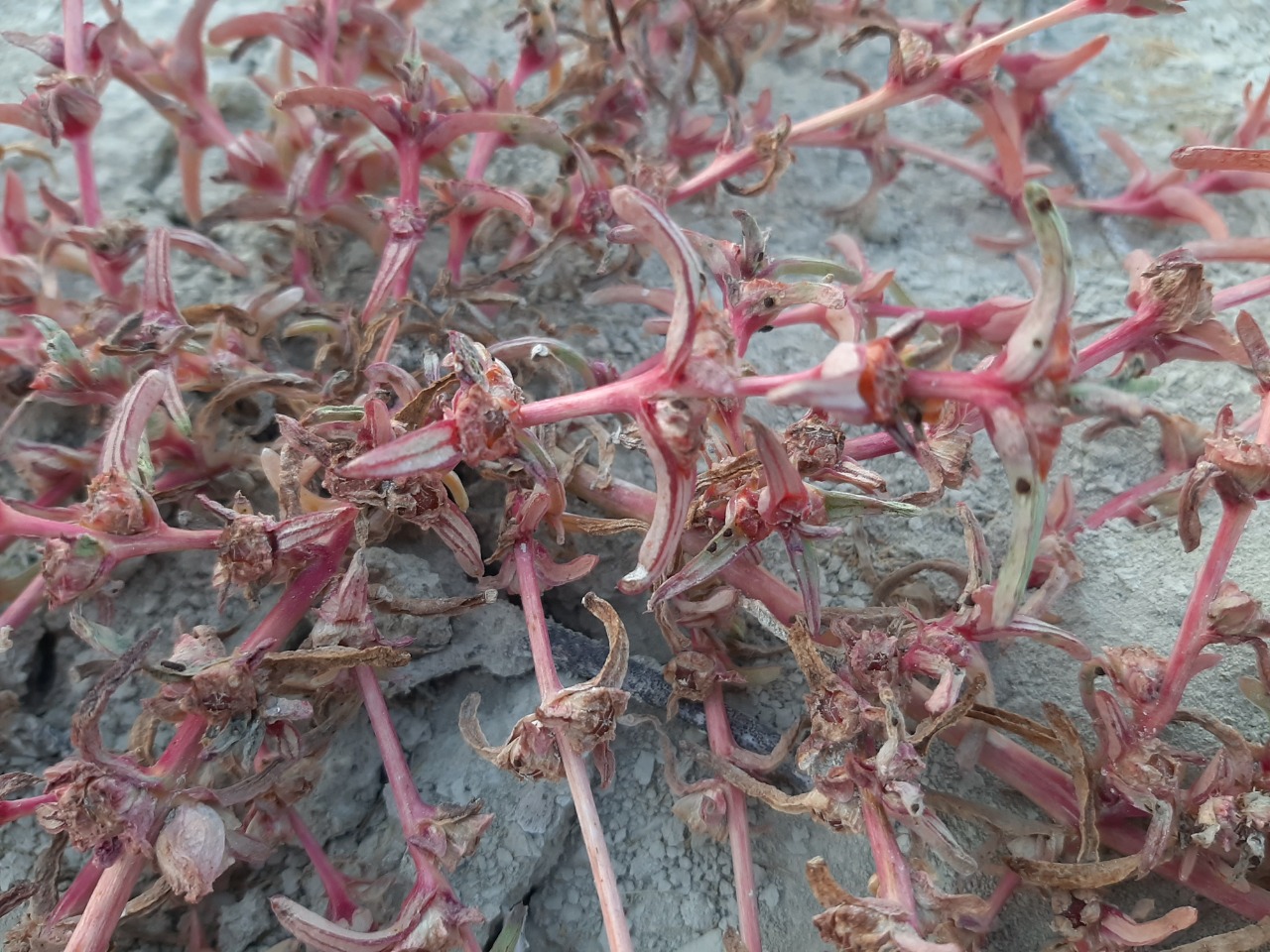 Salsola soda