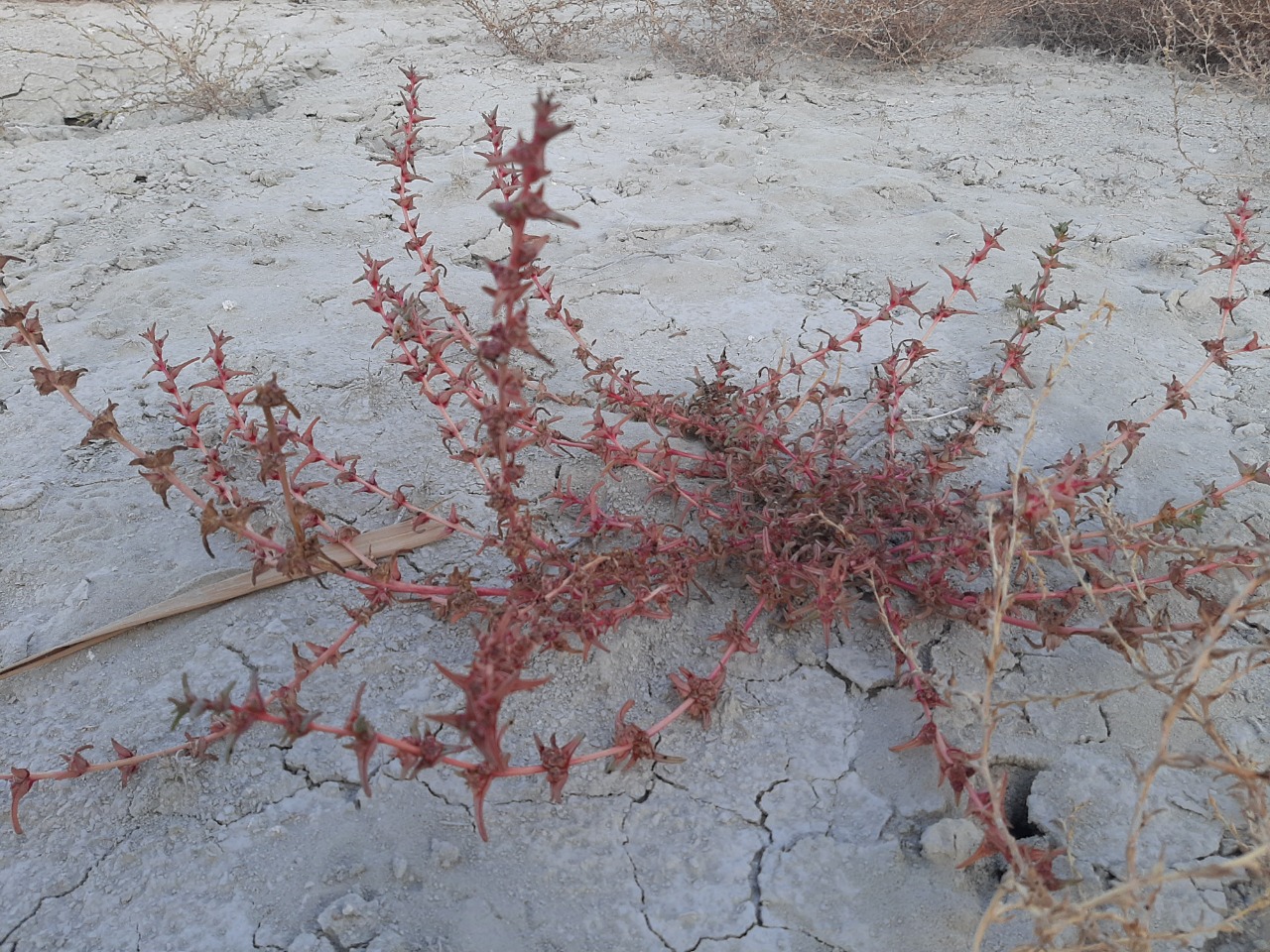 Salsola soda
