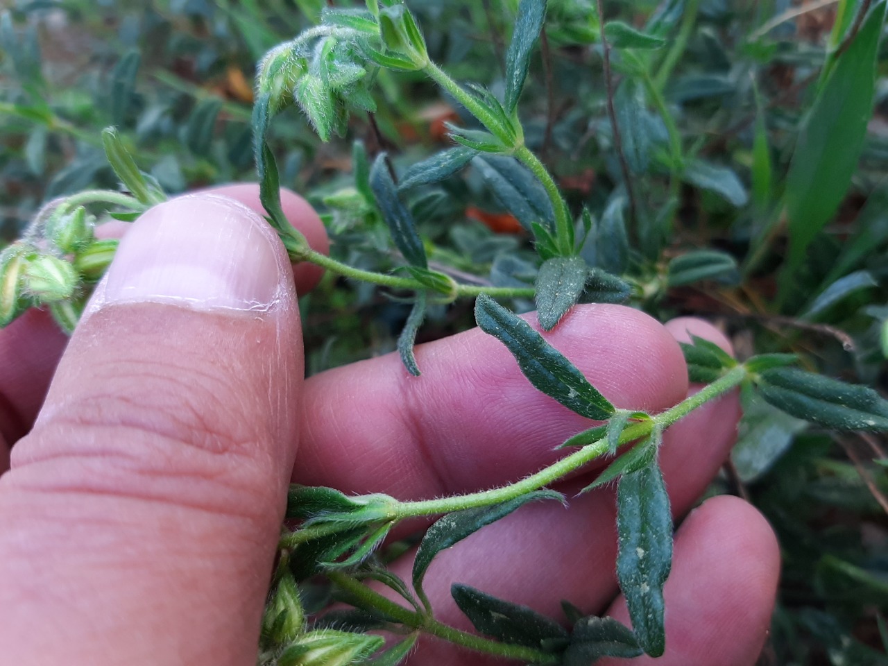 Helianthemum nummularium