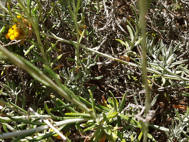 Helichrysum sp.