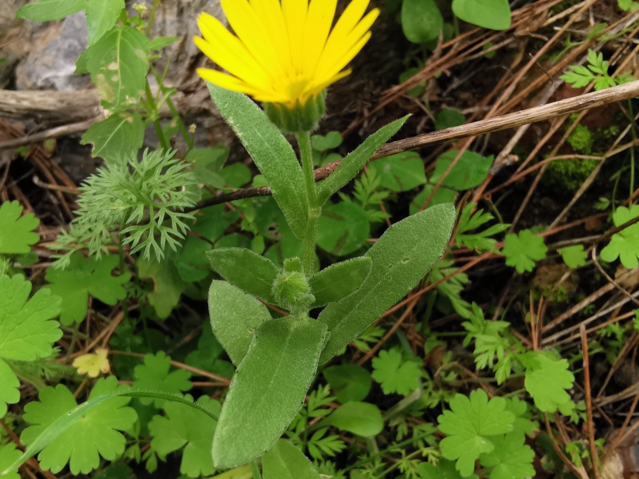 Calendula arvensis