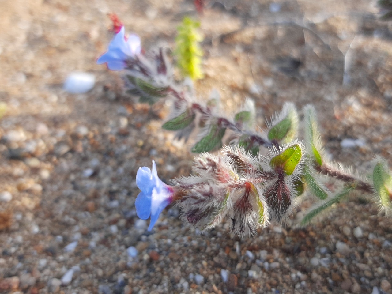 Alkanna tinctoria
