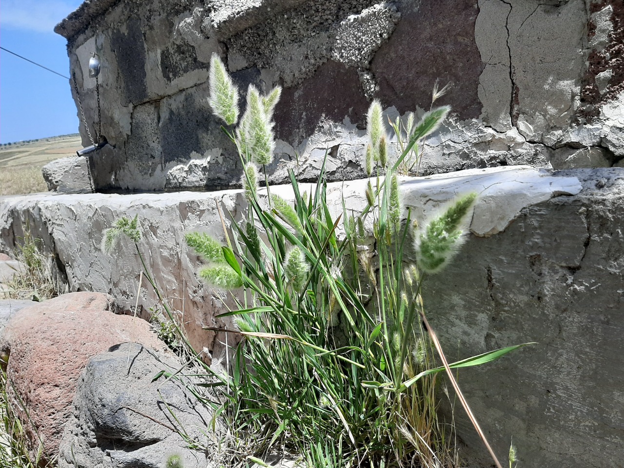 Polypogon monspeliensis