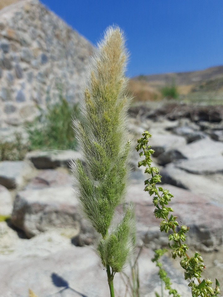 Polypogon monspeliensis