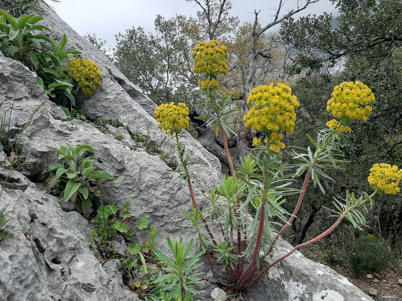 Euphorbia characias