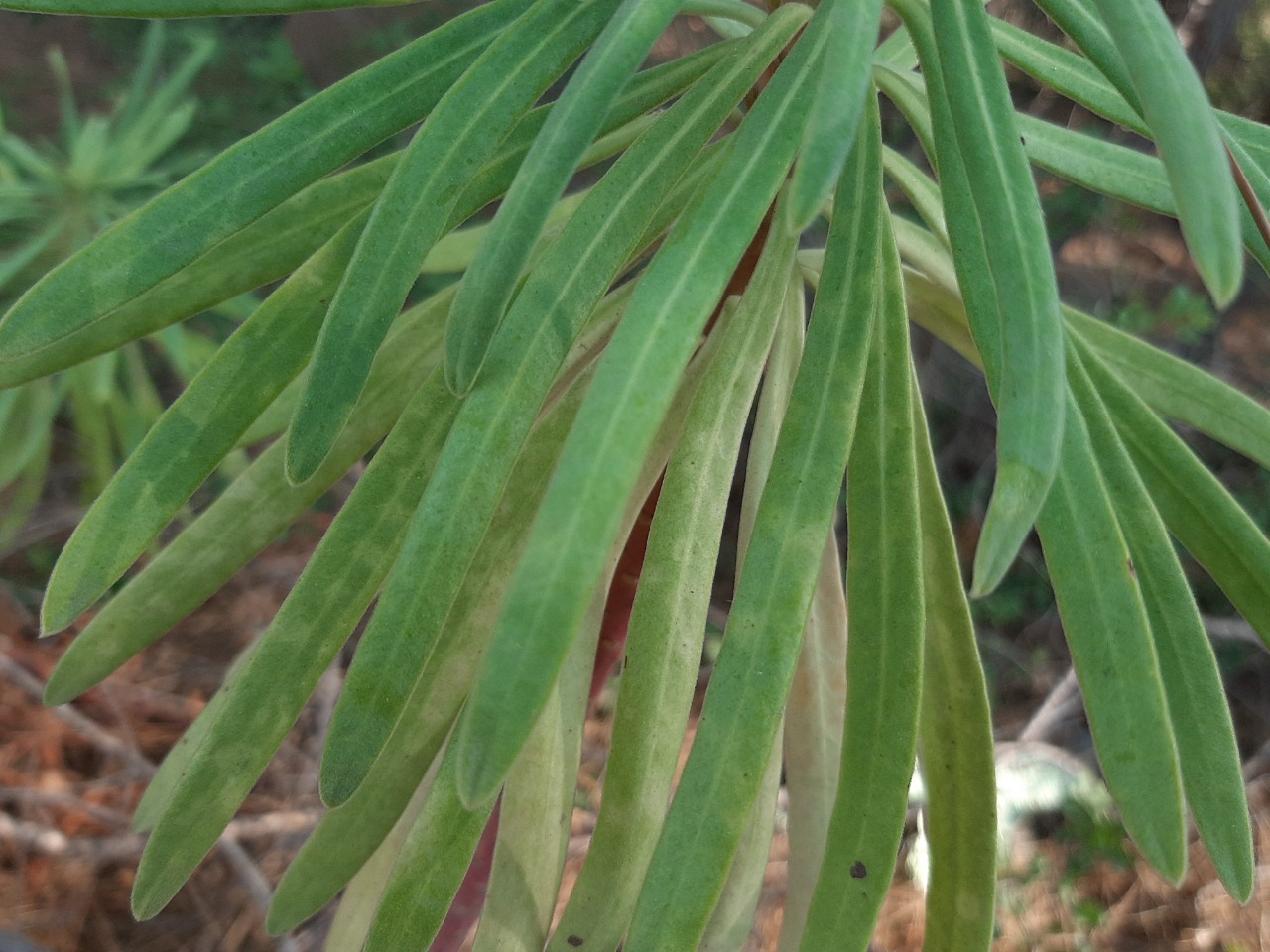 Euphorbia characias