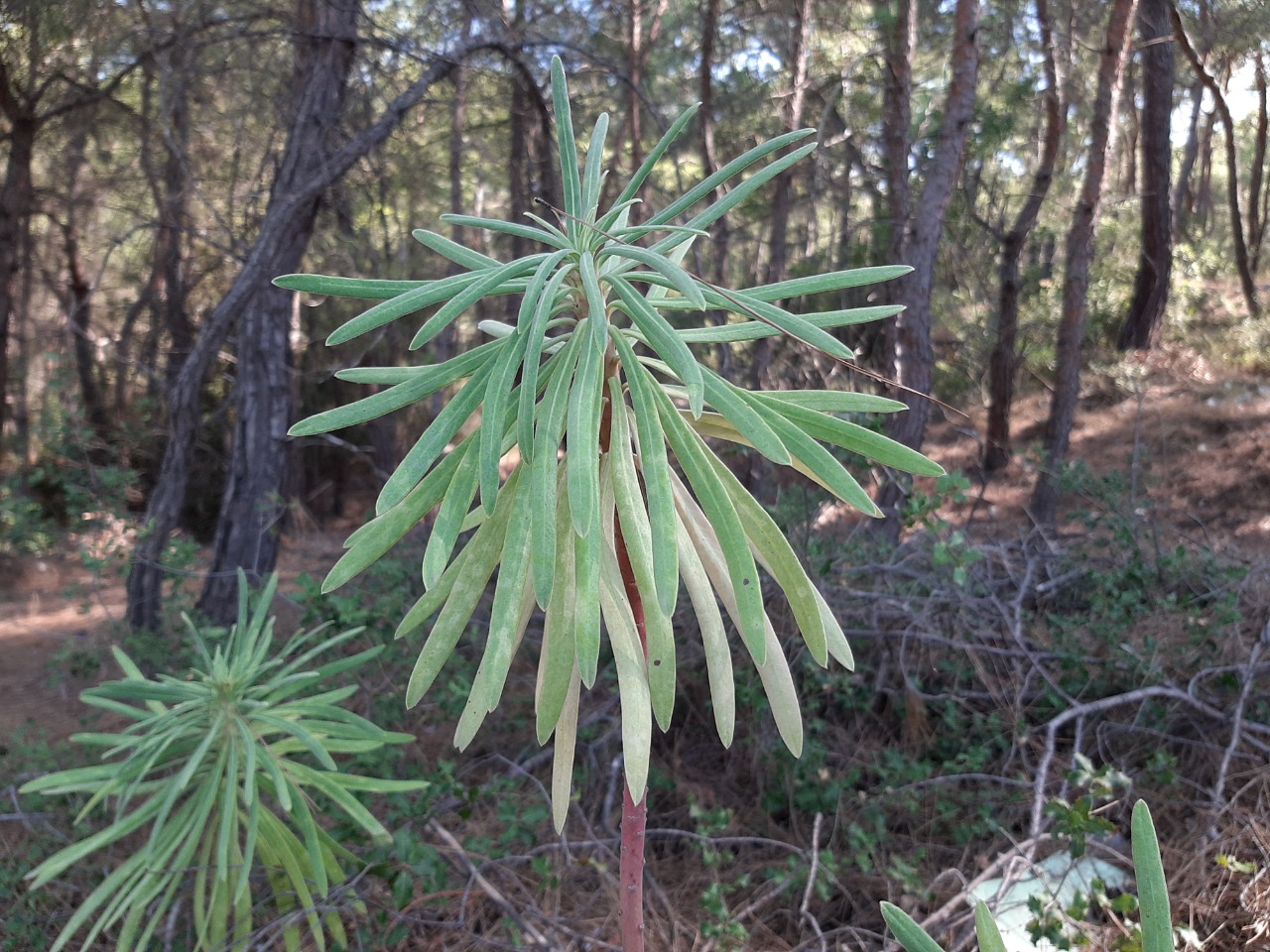 Euphorbia characias