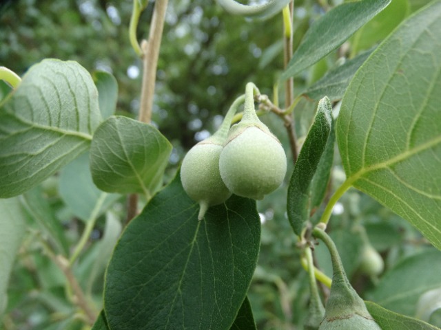 Styrax officinalis