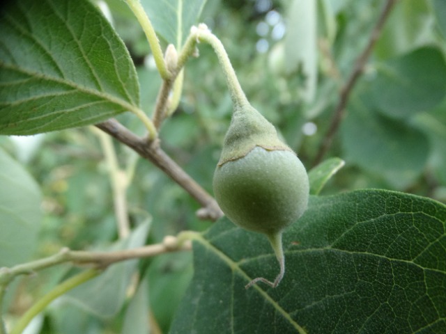 Styrax officinalis
