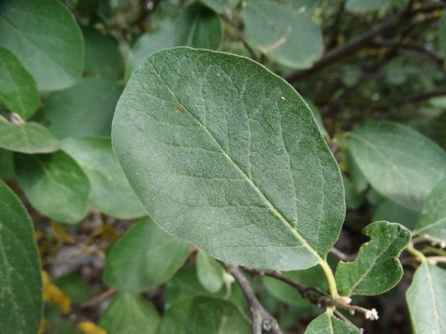 Styrax officinalis