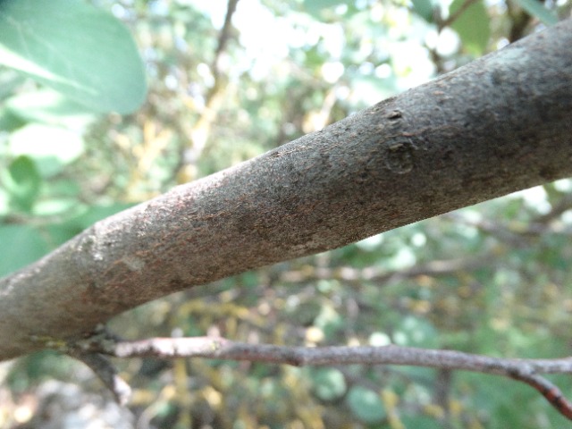 Styrax officinalis