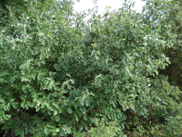 Styrax officinalis