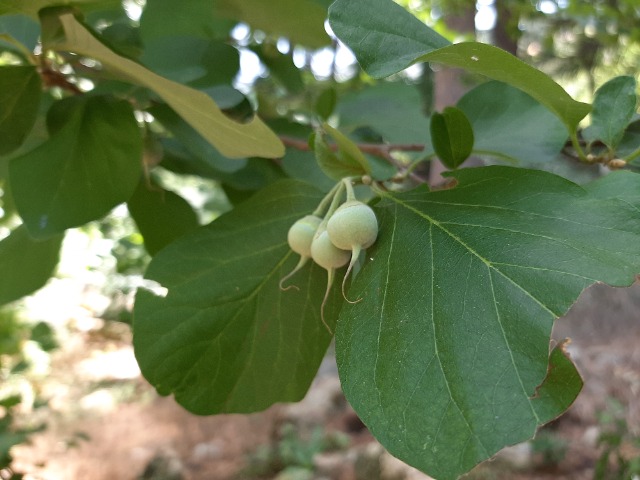 Styrax officinalis