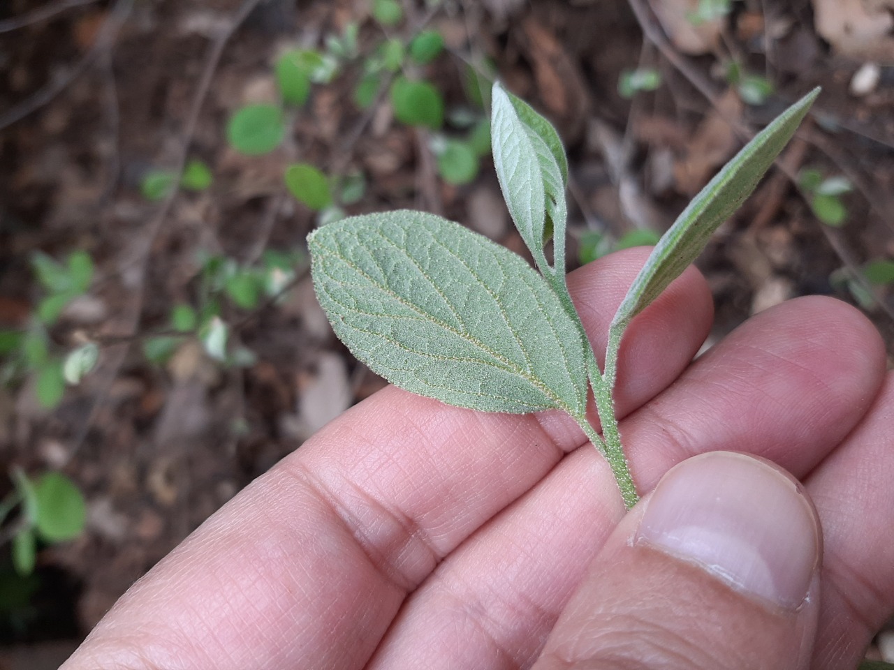 Styrax officinalis