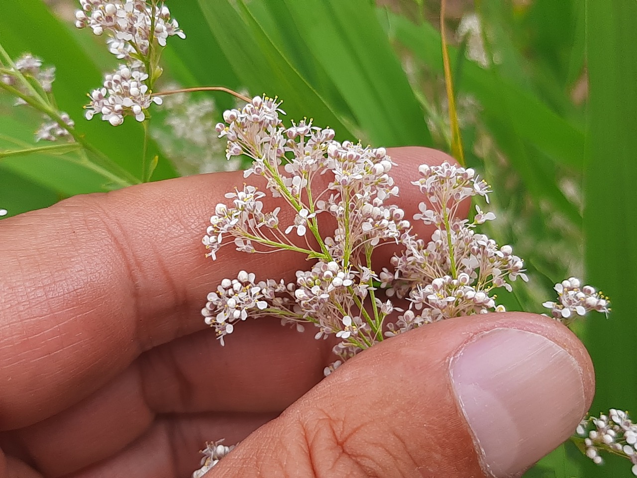 Lepidium latifolium