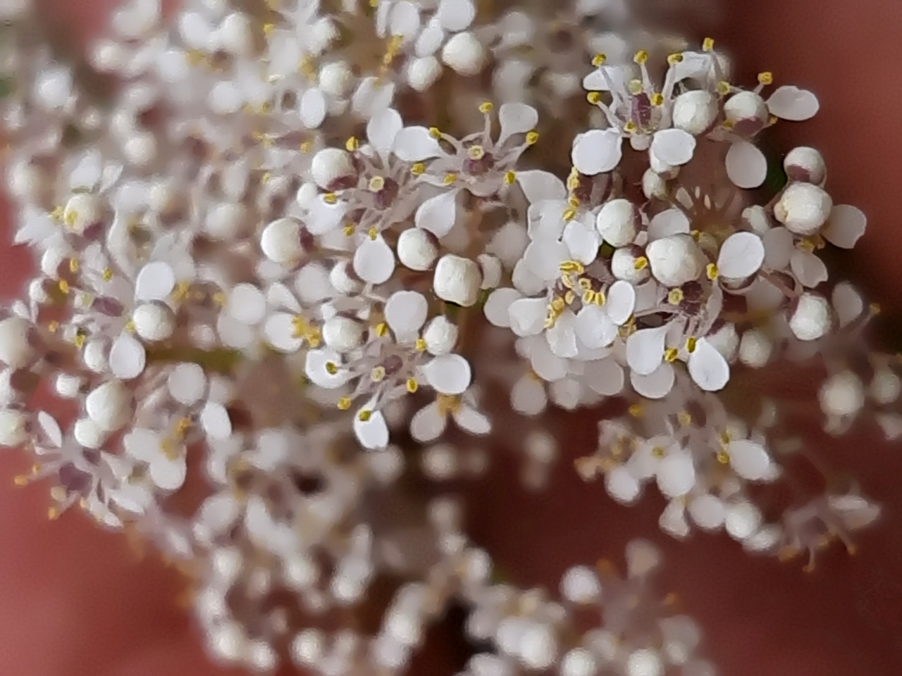 Lepidium latifolium