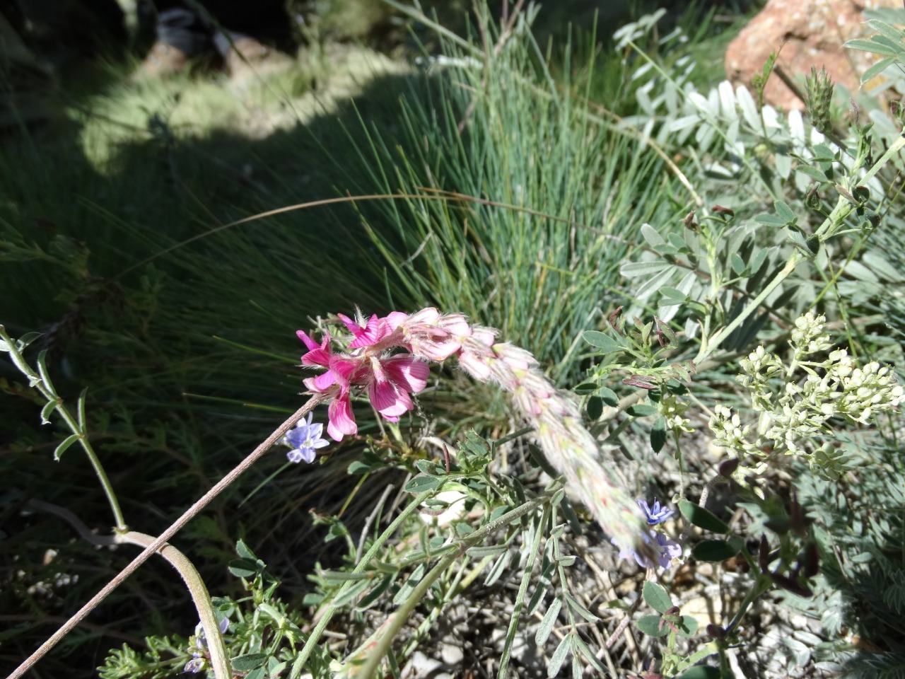 Onobrychis viciifolia