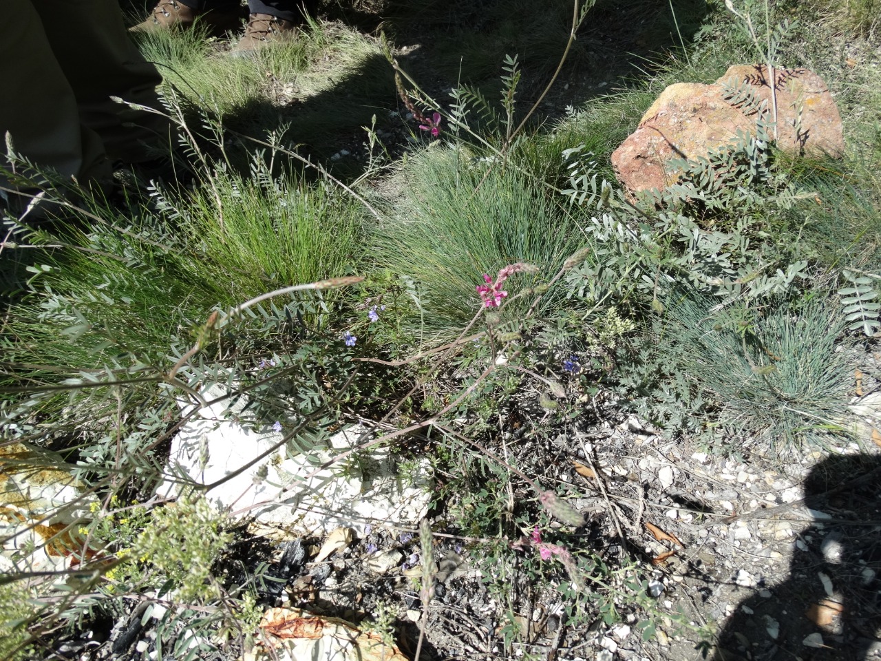 Onobrychis viciifolia