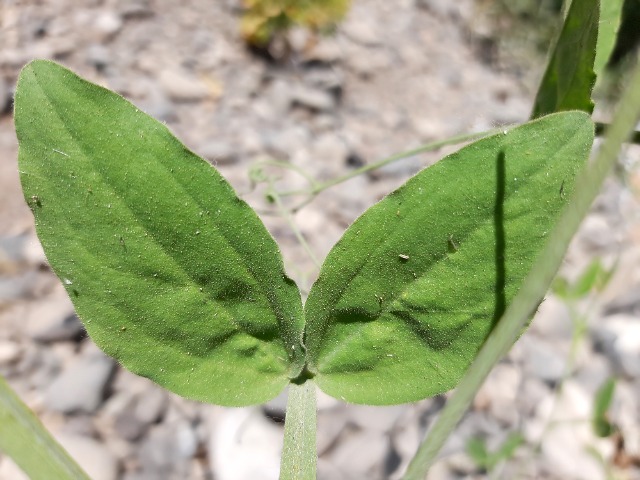Lathyrus chloranthus