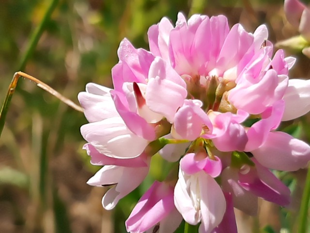 Securigera varia