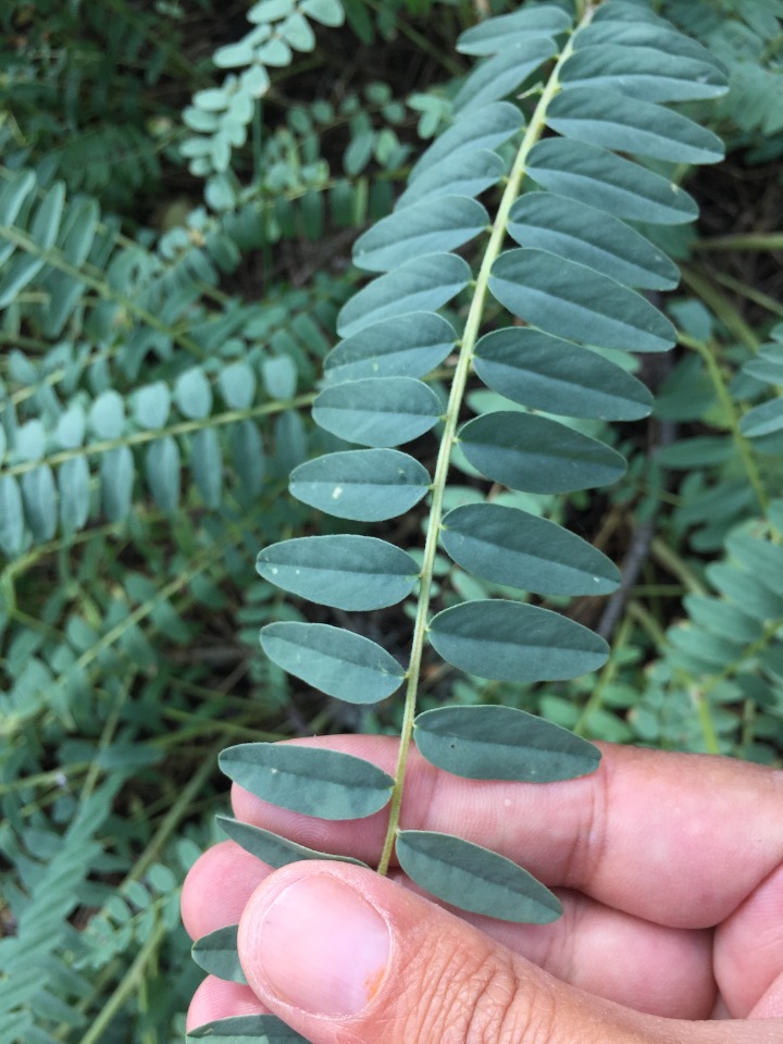 Astragalus ponticus