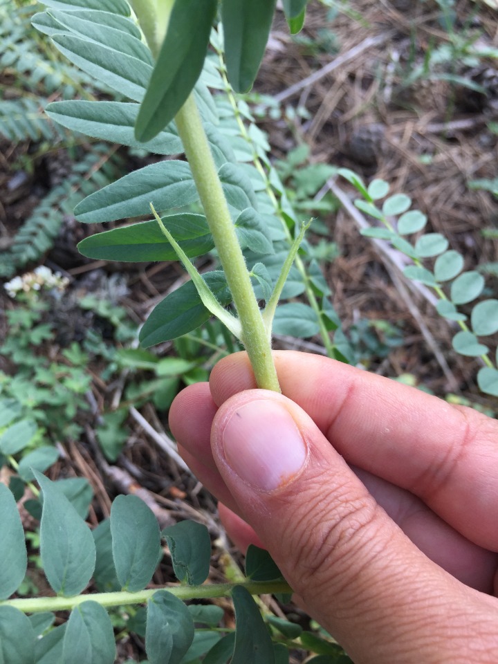 Astragalus ponticus