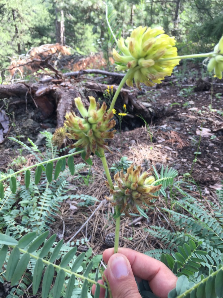 Astragalus ponticus