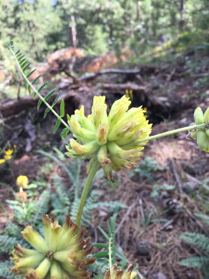 Astragalus ponticus