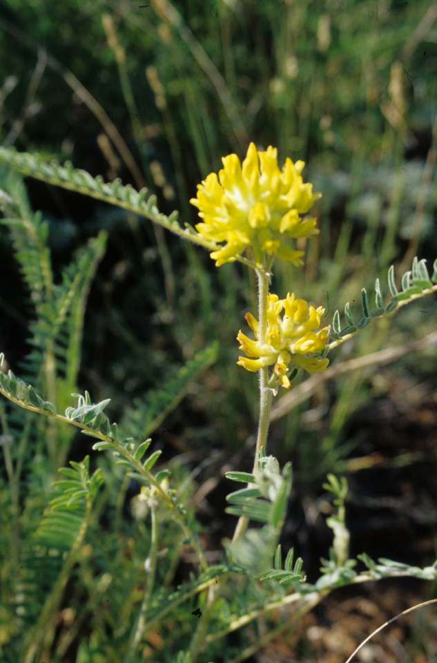Astragalus ponticus