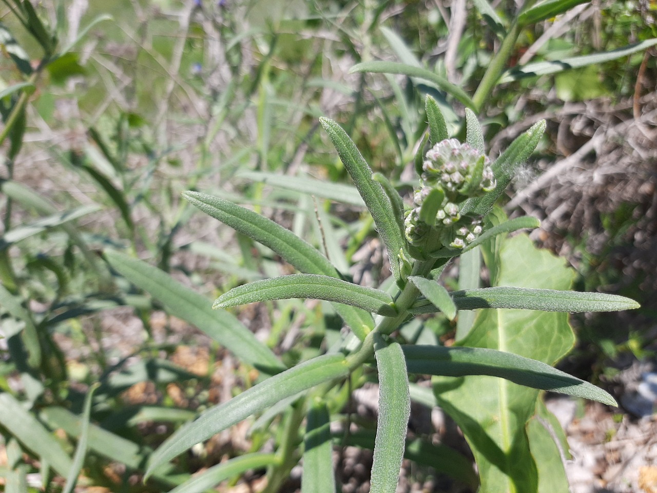 Anchusa leptophylla