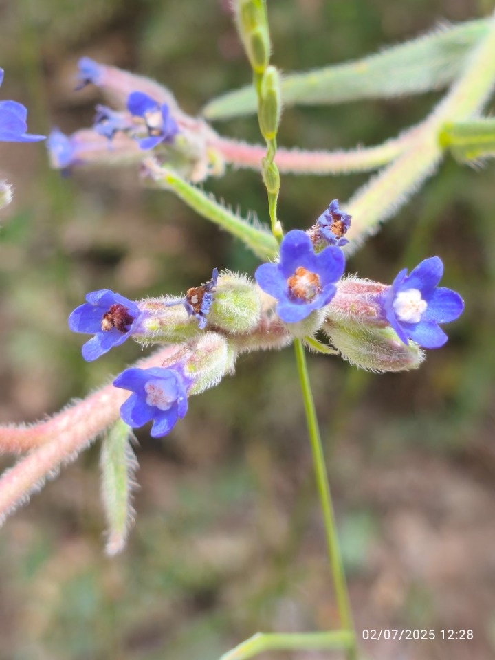 Anchusa leptophylla