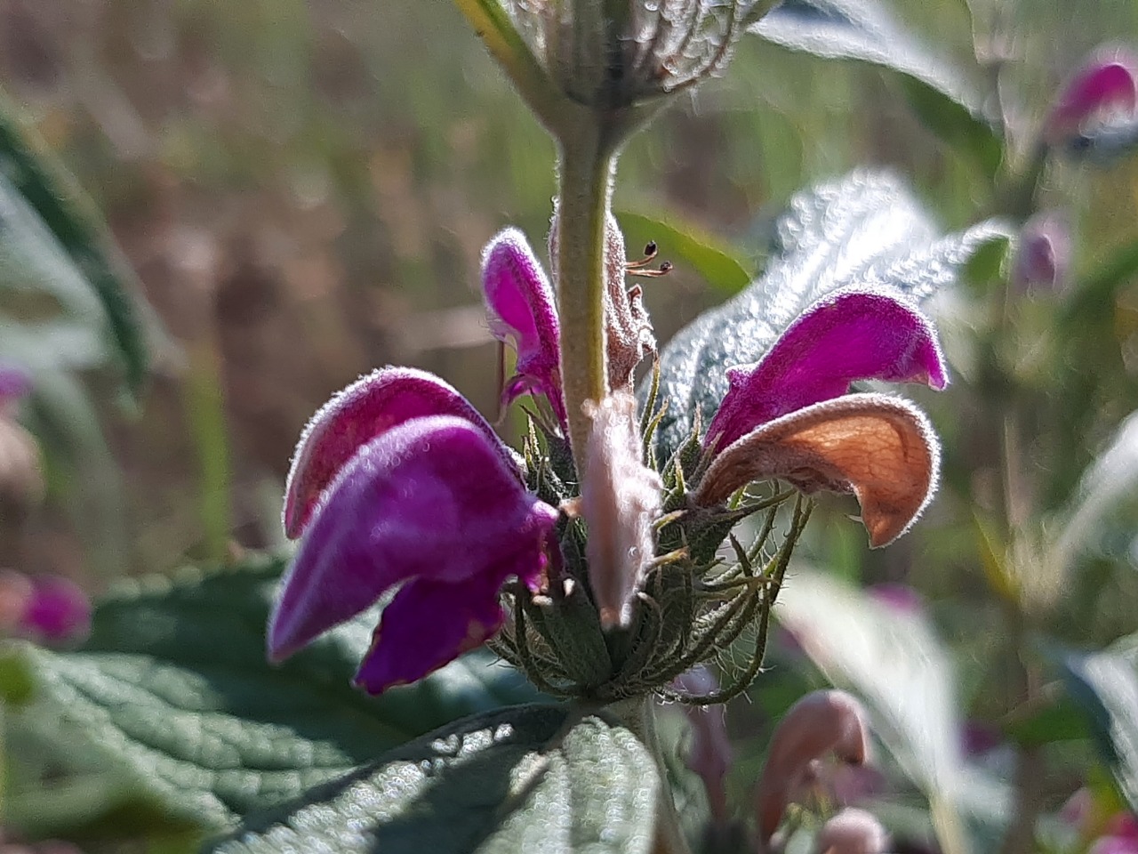 Phlomis pungens