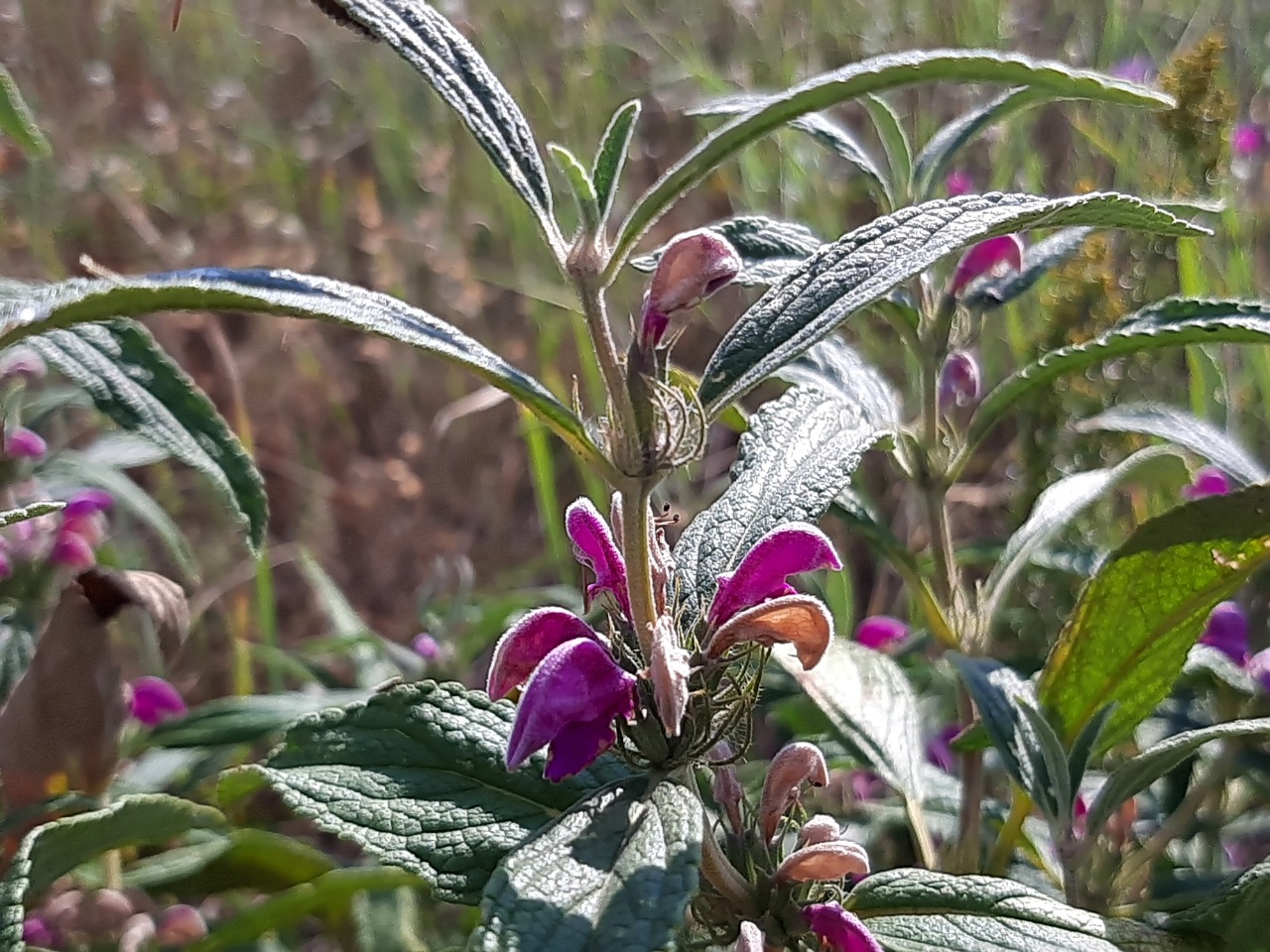 Phlomis pungens